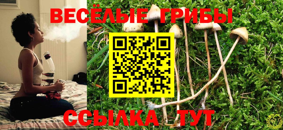 Псилоцибиновые грибы Cubensis Донской